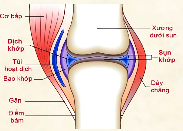 Sụn Khớp là gì: Cấu tạo, vai trò đối với sức khỏe 
